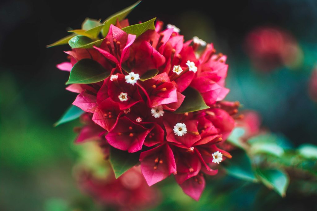 Which Flowers can help to relieve Stress and Anxiety in our Daily Life?